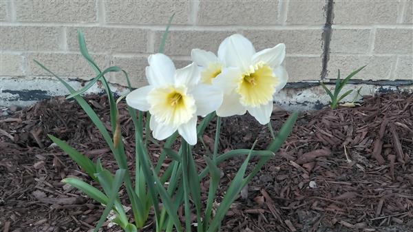 Daffodils